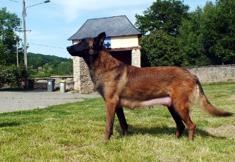 Gwash Des loups mutins