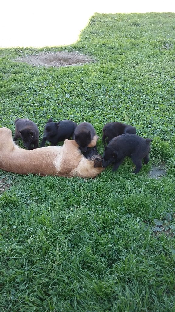 Du Domaine Du Coustalats - Schipperke - Portée née le 15/07/2017