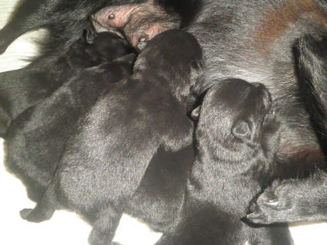Du Domaine Du Coustalats - Schipperke - Portée née le 18/01/2015