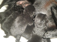 CHIOT